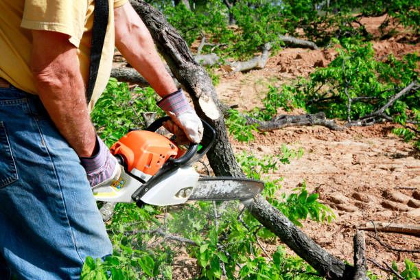 Best Stump Grinding Near Me  in USA